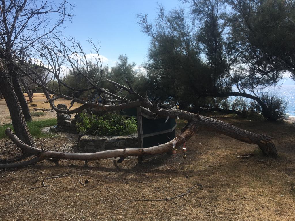 Maltempo a Milazzo, crolla un albero nella pineta del parco giochi di San Papino