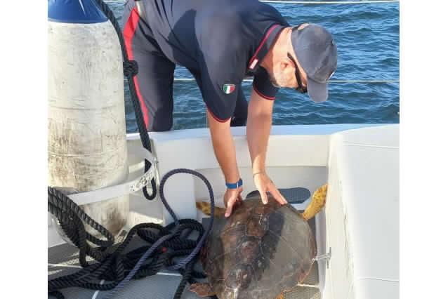 Lipari, caretta caretta di 30 chili impigliata in una rete: salvata dai Carabinieri