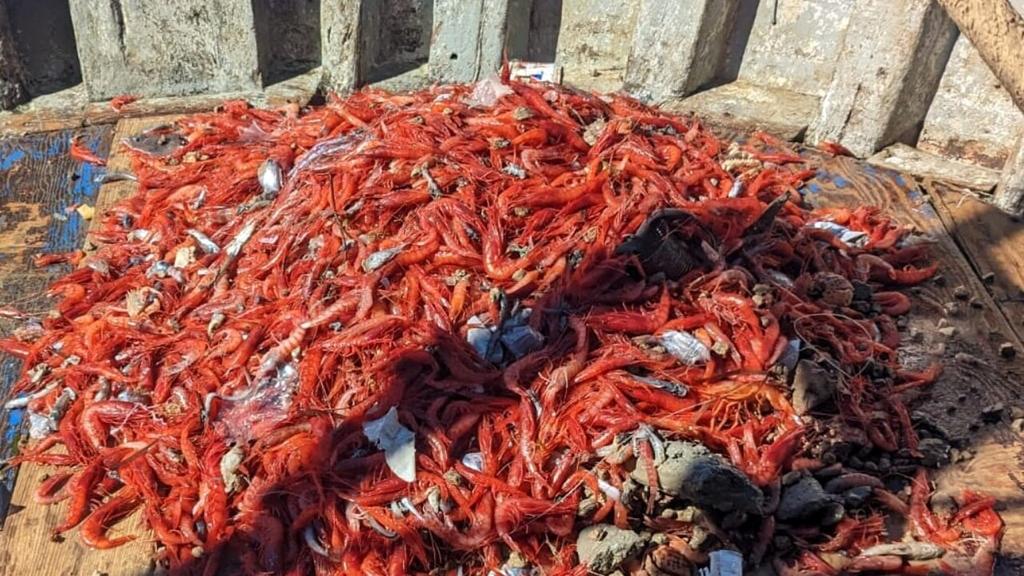 Salina, fermato un peschereccio con 70 chili di pescato illegale: duemila euro di multa