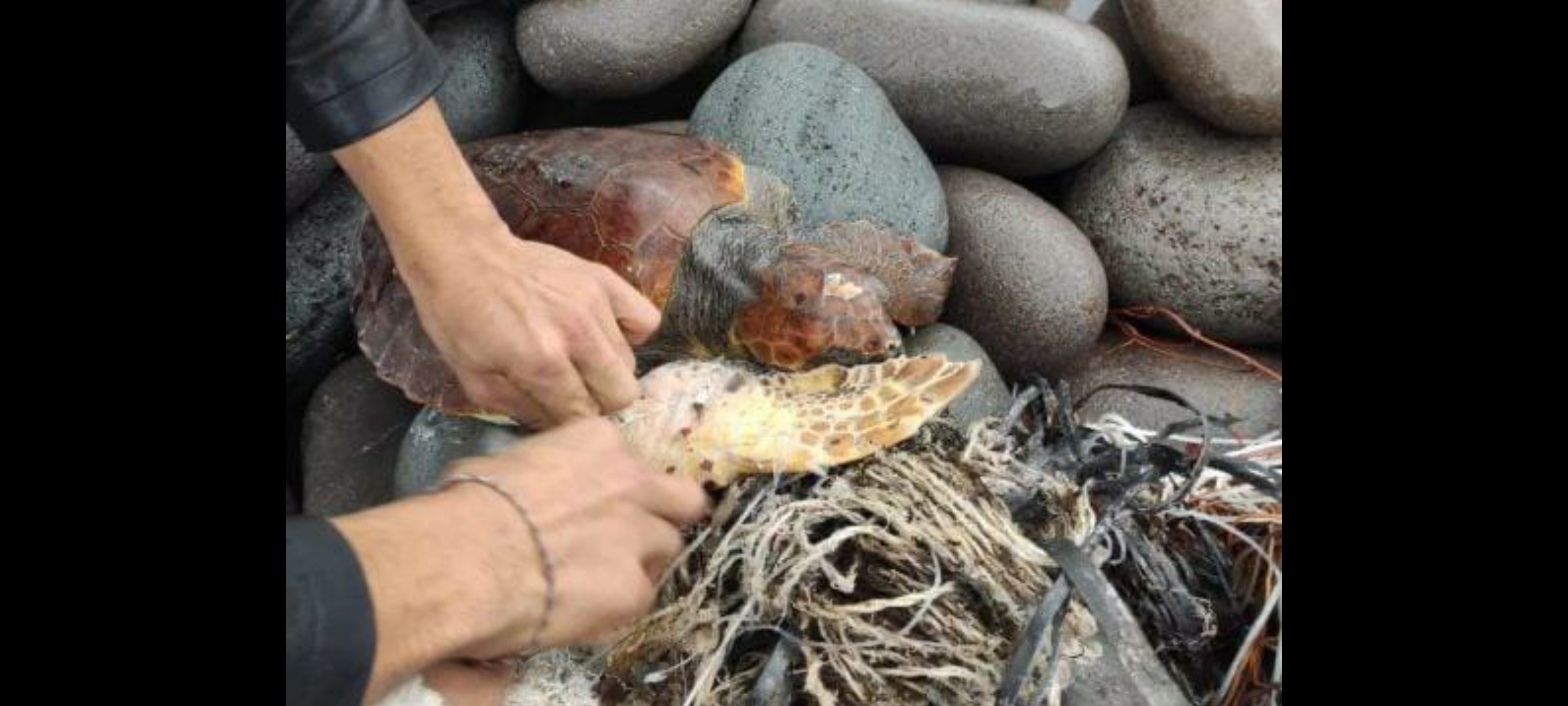 Filicudi, soccorsa una tartaruga marina strozzata dalla rete: salvata da due isolani